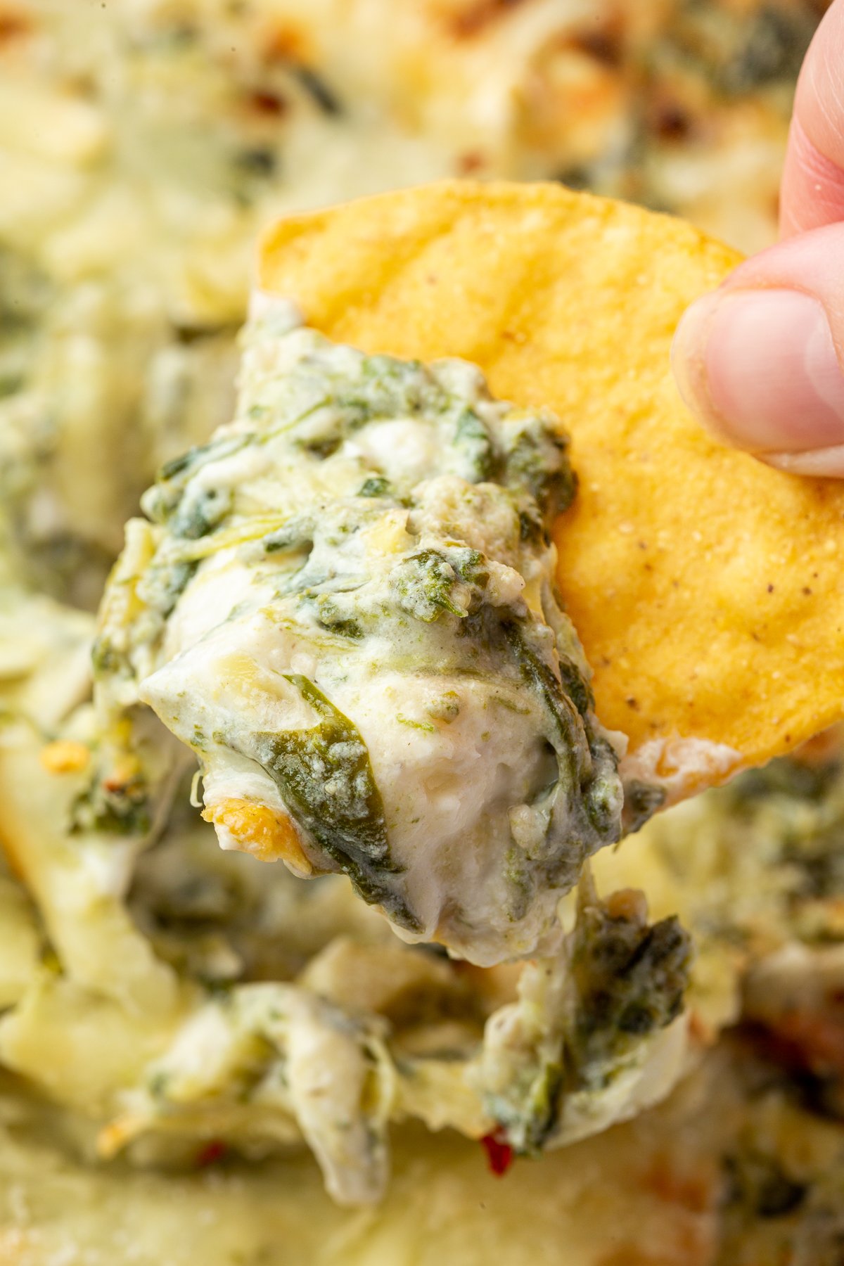 Close up image of person dipping a chip into the spinach artichoke dip with a serving of the dip on the chip.